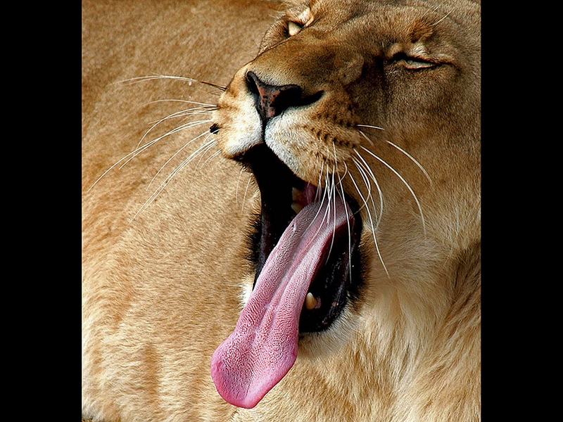 678 - LIONESS YAWNING - SWINYARD BRIAN - united kingdom.jpg